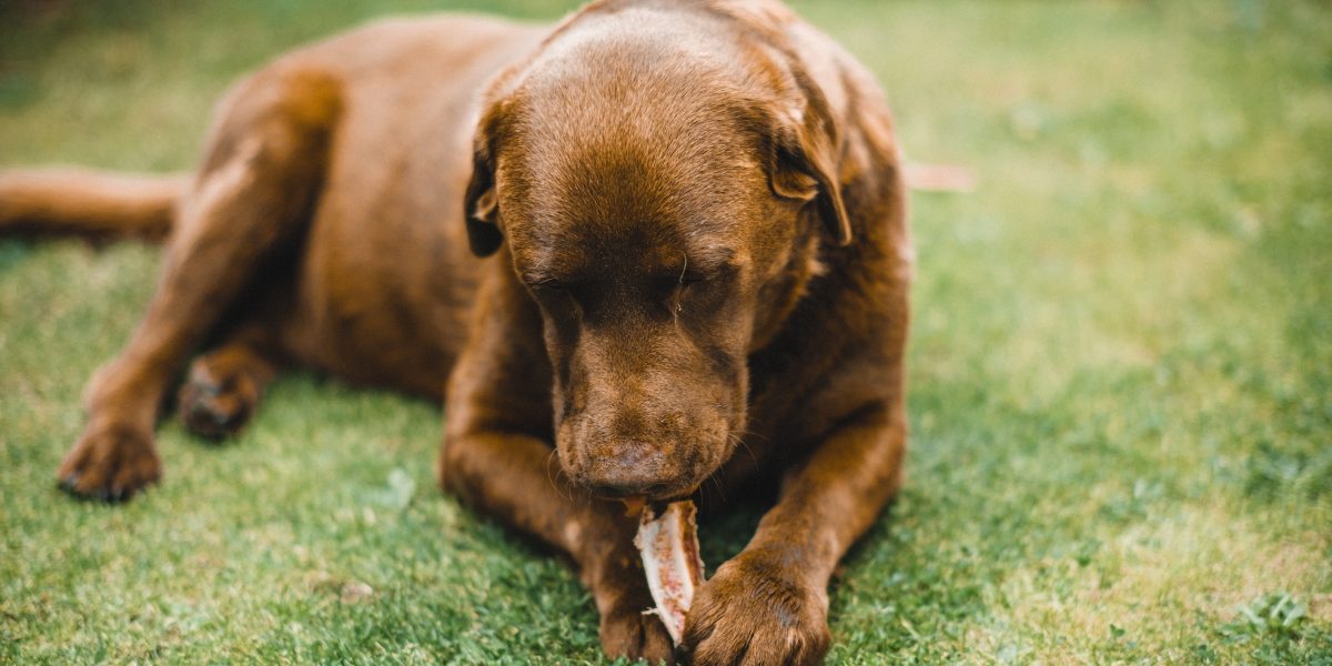 Dog with bone